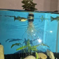 گوپی ماده مولد