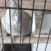 عروس هلندی با قفس|پرنده|محلات, |دیوار