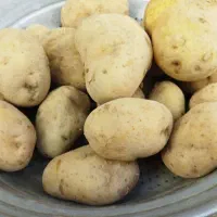 سیب زمینی|حراج|افشار, |دیوار