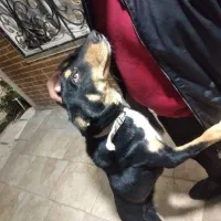 واگذاری سگ کلپی استرالیایی|سگ|فردیس, شهرک ناز|دیوار