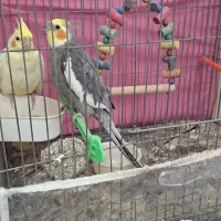 عروس جفت بالوازم