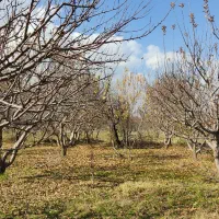 باغ سیب فروشی|فروش خانه و ویلا|نهاوند, |دیوار