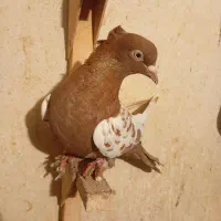 کفتر ماده بزن|پرنده|کازرون, |دیوار