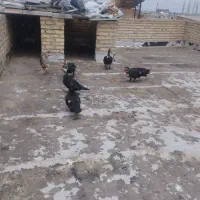 فروش اردک اسرائیلی