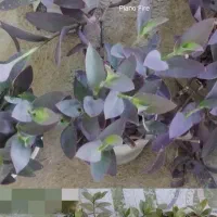 بازی