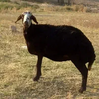میش شیشک بره