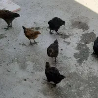 ۶ عدد جوجه س ماهه سرحال کاملاسالم واکسن زده