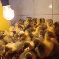 جوجه غاز محلی دورگه اوکراینی