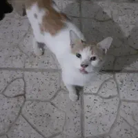 واگذاری گربه