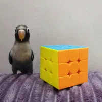 طوطی برزیلی سخنگو با قفس