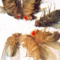 لام مگس سرکه(دروزوفیلا ملانوگاستر)