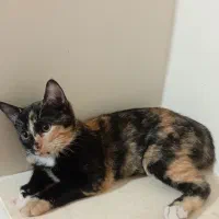 واگذاری گربه|گربه|سنقر, |دیوار