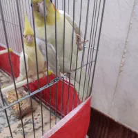جفت لوتینو مولد|پرنده|قم, آزادگان|دیوار