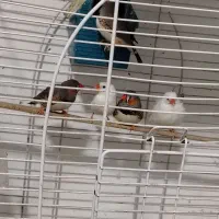 حراج مرغ عشق و فنچ|پرنده|قائمشهر, |دیوار