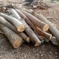 خرید و فروش نقدی چوب، چوب سقفی قطع و هرس درخت