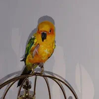 طوطی خورشیدی