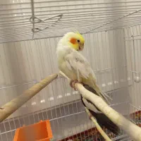 یک جفت عروس هلندی با جوجه|پرنده|مشهد, هفت تیر (نه دره)|دیوار