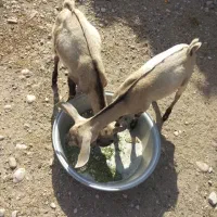 کهر نر|حیوانات مزرعه|قلعه قاضی, |دیوار