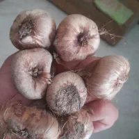 ۱۰۰ کیلو پیاز زعفران دانه شده بدون خاک کیلو۴۳۰۰۰