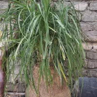 یوکا پانزده ساله