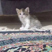 واگذاری گربه dsh