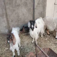 بز محلی َزاییده