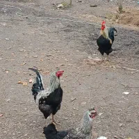 خروس مرغ|حیوانات مزرعه|رشت, حومه رشت|دیوار