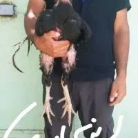 تخم بت ،(قوغاز) نطفه دار