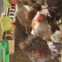 فروش ۲ عدد خروس جوان ۵ ماهه ویندوت آمریکائی|حیوانات مزرعه|اصفهان, مرداویج|دیوار