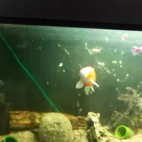 فروش اکواریوم