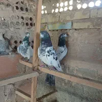 کفتر تیدی پرشی