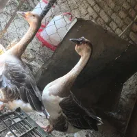 دوعدد غاز بالغ