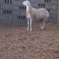 ۳۵،۰۰۰۰۰|حیوانات مزرعه|زهان, |دیوار