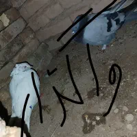 کفتر شمارا بصورت واگذار بر میدارم