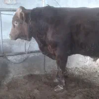 گاو... گوساله نر سیمینتال .|حیوانات مزرعه|اصفهان, باغ زیار|دیوار