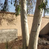 خرید چوب و هرس کردن درختهای مزاحم