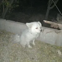 سگ پاکوتاه حرف گوش جا گذاشتم|سگ|رباطکریم, رباطکریم|دیوار