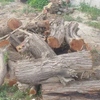 چوب کهدر بریده اماده مخصوص زغال