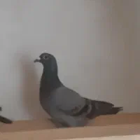 دوعدد کبوتر کفترالمانی مسافتی|پرنده|تربت‌حیدریه, بالا ولایت|دیوار