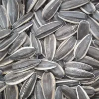 تخمه