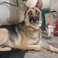 سگ ژرمن ماده یک ساله