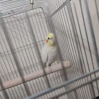 عروس هلندی نر|پرنده|بومهن, |دیوار