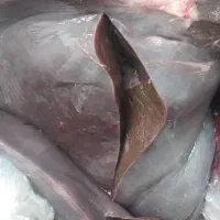 جگر گوساله جوان ماله قصابیه