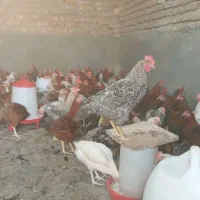 خروس|حیوانات مزرعه|ساوه, |دیوار