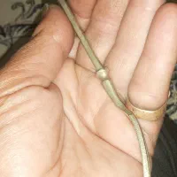 یک عدد چنگال دست ساز قدیمی|کلکسیون اشیاء عتیقه|رباط‌کریم, الارد|دیوار