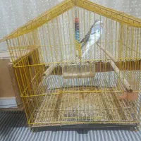 یک جفت مرغ عشق