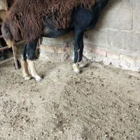 قره چال شکم دوم اصل اصل جنس بشرط قوچ خورده