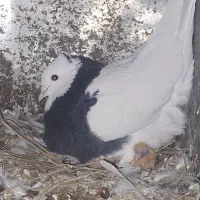 طوقی|پرنده|کازرون, |دیوار