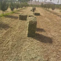 یونجه قیمت 38تومان