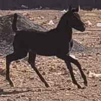 اسب کره مادیان پنج ماهه مشکی آینده دار زیبا